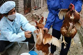 21 tỉnh xuất hiện cúm gia cầm