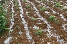 Bắc bộ chấm dứt nắng nóng, đề phòng giông lốc, mưa đá sau nhiều ngày nắng gay gắt