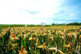 29 quốc gia đã canh tác cây trồng sinh học