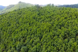 Thủ tướng cho phép Khánh Hòa được chuyển đổi đất rừng dưới 1.000ha