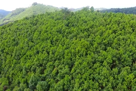 Các dự án hạ tầng quốc gia sẽ được tạm sử dụng rừng để thi công