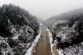 Băng giá và sương muối phủ trắng Fanxipan, nhiều nơi ở Bắc bộ rét đậm