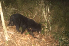 Phát hiện gấu ngựa ngoài tự nhiện ở Việt Nam