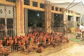 Thủ tướng yêu cầu cấp tốc ngăn chặn, xử lý nghiêm việc buôn bán gia cầm lậu