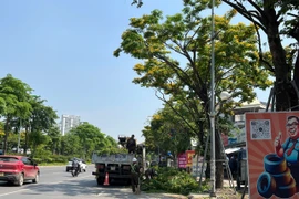 Giáng hương đang mùa hoa nở rộ, sao lại cắt tỉa?