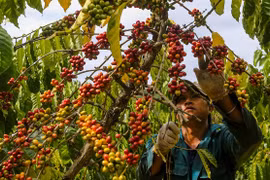 Xuất khẩu nông lâm thủy sản nhiều tín hiệu tốt, mang về hơn 45,3 tỷ USD