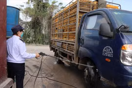 Chăn nuôi, giết mổ nhỏ lẻ: Mối nguy về an toàn thực phẩm khó kiểm soát