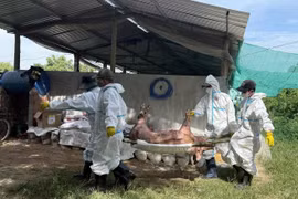 Khẩn cấp chống dịch lở mồm long móng chủng virus mới từ châu Phi đang áp sát Việt Nam