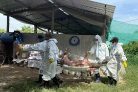 Việt Nam sản xuất và xuất khẩu vaccine phòng dịch tả lợn châu Phi, vì sao bệnh vẫn bùng phát?