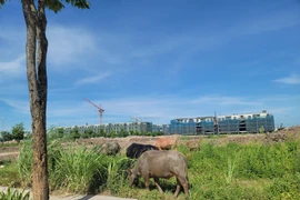 Khu đô thị Kim Chung- Di Trạch hoang phế, nhếch nhác sau 16 năm xây dựng