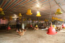 Giá thịt lợn hơi giảm mạnh, giá trứng gia cầm lại tăng đột biến