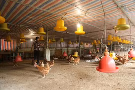 Lần đầu tiên phát hiện người nhiễm cúm A/H9N2 ở Việt Nam, cơ quan chuyên môn nói gì?