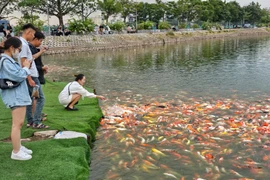 Sẽ di chuyển toàn bộ cá koi thả tại hồ Đầm Đông trước ngày 10-11