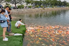 Sẽ di chuyển toàn bộ cá koi thả tại hồ Đầm Đông trước ngày 10-11