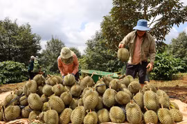 Nông sản Việt đối mặt nhiều rào cản thương mại từ các nước