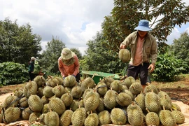 Nông sản Việt đối mặt nhiều rào cản thương mại từ các nước
