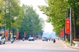 Di dời, chặt hạ 24 cây xanh phục vụ thi công mở rộng đường Hùng Vương kéo dài