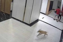 Kiến nghị nuôi chó phải rọ mõm khi ra đường, Bộ Nông nghiệp nói gì?