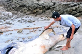 Nghệ An: Xác cá mập dài 5m trôi dạt vào bờ biển