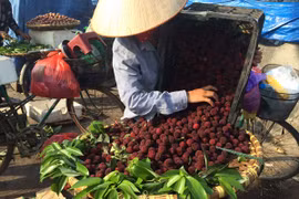 Thanh mai Trung Quốc tràn về Hà Nội được “thổi” giá ngất trời