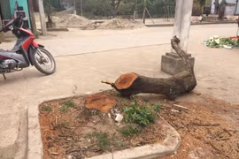 Chặt cây xanh trên vỉa hè là việc làm cẩu thả, tắc trách