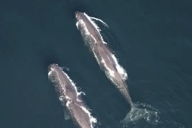 Nhiều loài cá voi lớn được phát hiện ngoài khơi New England có nguy cơ tuyệt chủng