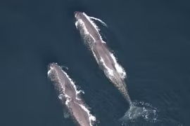 Nhiều loài cá voi lớn được phát hiện ngoài khơi New England có nguy cơ tuyệt chủng