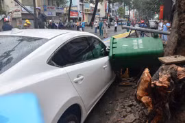 Cổ thụ bật gốc giữa phố, đè người nhập viện