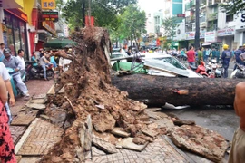 Nam thanh niên bị cổ thụ đè trúng đã tử vong tại bệnh viện
