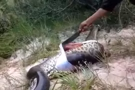 Video mổ bụng trăn khồng lổ và sự thực khủng khiếp bên trong