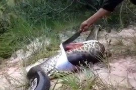 Video mổ bụng trăn khồng lổ và sự thực khủng khiếp bên trong