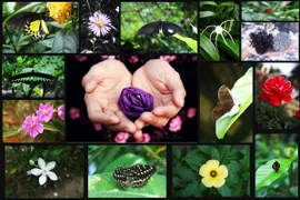 Toyota Việt Nam xử lý nước thải thành nước sinh hoạt 