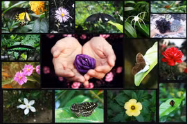 Toyota Việt Nam xử lý nước thải thành nước sinh hoạt 