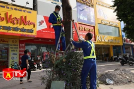 Hà Nội: Nới gông sắt cho 600 cây xanh trên các tuyến phố Thủ đô