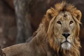 Trung Quốc: Sư tử xổng chuồng vồ chết một nhân viên vườn thú