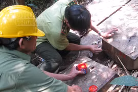 Lâm tặc phá rừng cách trạm vài trăm mét, cán bộ kiểm lâm... không hay biết