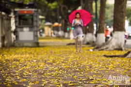 Đẹp ngỡ ngàng những con phố Hà Nội được "nhuộm vàng"