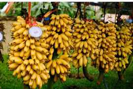 Những sản phẩm tiêu biểu của Hà Nam trưng bày tại Hội thảo khoa học Quốc gia "55 năm CAND thực hiện Di chúc của Chủ tịch Hồ Chí Minh" 