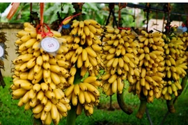 Những sản phẩm tiêu biểu của Hà Nam trưng bày tại Hội thảo khoa học Quốc gia "55 năm CAND thực hiện Di chúc của Chủ tịch Hồ Chí Minh" 