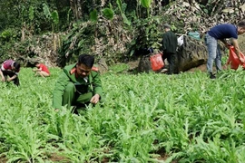 Triệt phá 3.800 cây thuốc phiện 'vô chủ' được trồng giữa rừng sâu, núi đá