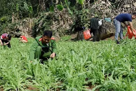 Triệt phá 3.800 cây thuốc phiện 'vô chủ' được trồng giữa rừng sâu, núi đá