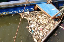 Cá trên kênh Nhiêu Lộc – Thị Nghè chết hàng loạt