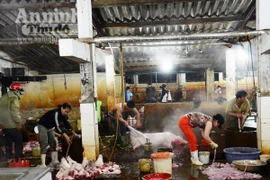 Phát hiện, thu giữ 100kg thịt lợn có chất tạo nạc ở lò mổ lớn nhất Bắc Trung Bộ