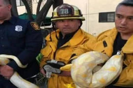 Hú vía với con trăn trong nhà hàng