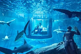 Ngủ cùng… cá mập