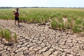 Khát khô vì đập thủy điện 