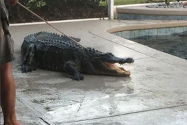 Hết hồn với cá sấu trong hồ bơi