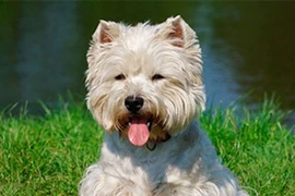 Săn lùng "Đại sứ chó"