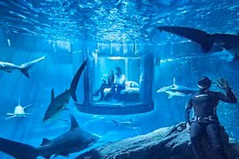 Ngủ cùng… cá mập