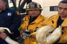 Hú vía với con trăn trong nhà hàng